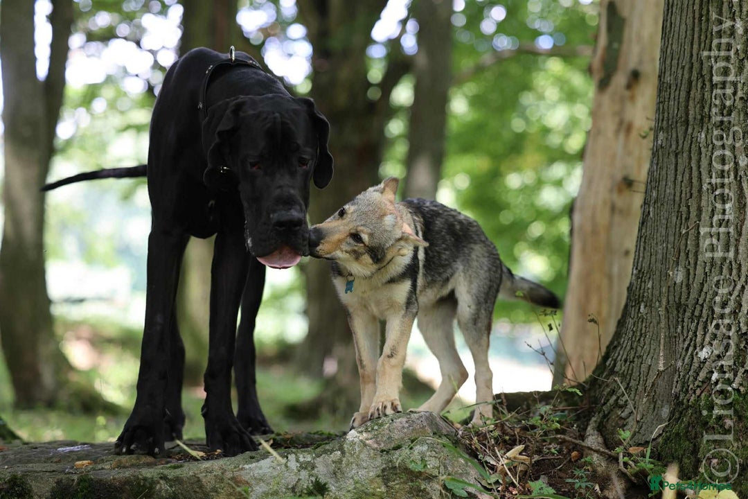 Saarloos Wolfdog dogs for sale: Noodle - Image 5