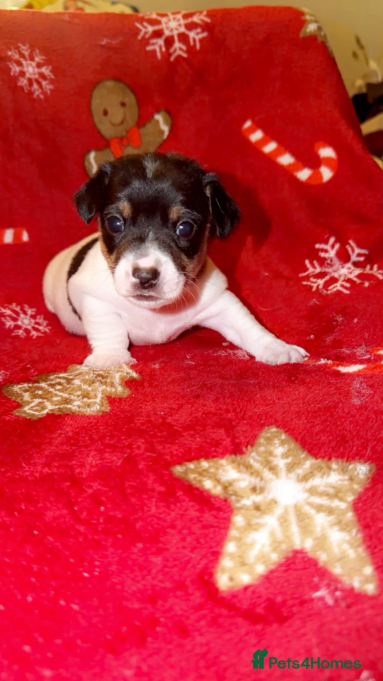 Jack Russell dogs Jack Russell puppies  - Advert 11