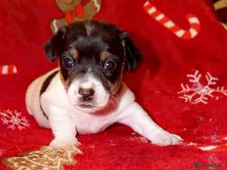 Jack Russell dogs Jack Russell puppies - Advert 11