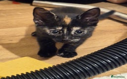 Domestic Shorthair cats for sale: One Black Boy, One tri colour girl.  - Image 1