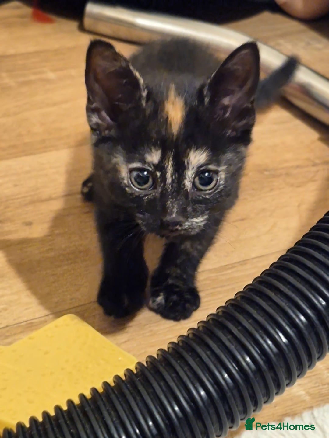 Domestic Shorthair cats for sale: One Black Boy, One tri colour girl.  - Image 1