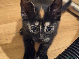 Domestic Shorthair cats - Advert 1