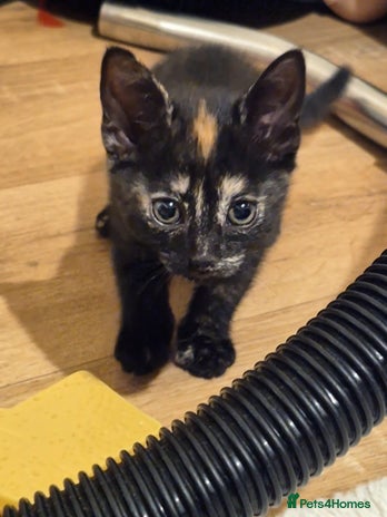 Domestic Shorthair cats - Advert 2