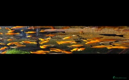 Killifish fish for sale: the fish that are in the photo Read the descriptio - Image 3