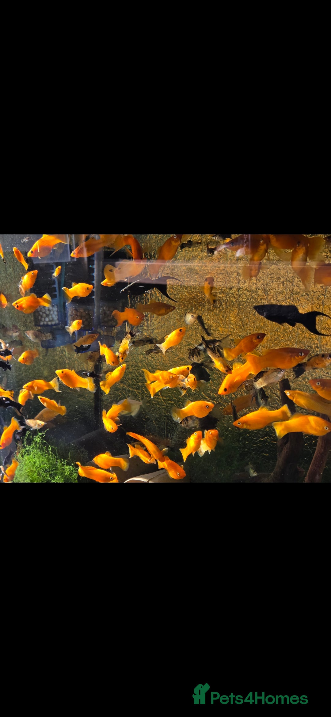 Killifish fish for sale: the fish that are in the photo Read the descriptio - Image 3