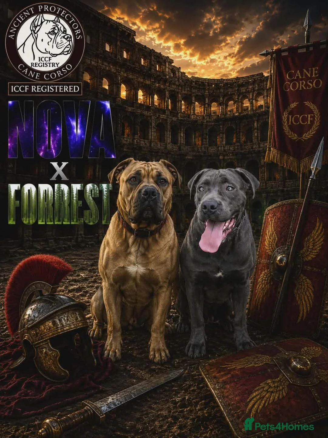 Cane Corso dogs for sale: ICCF Registered 8th gen 🧬🏆 Cane Corso pups. in Stalybridge - Advert 1
