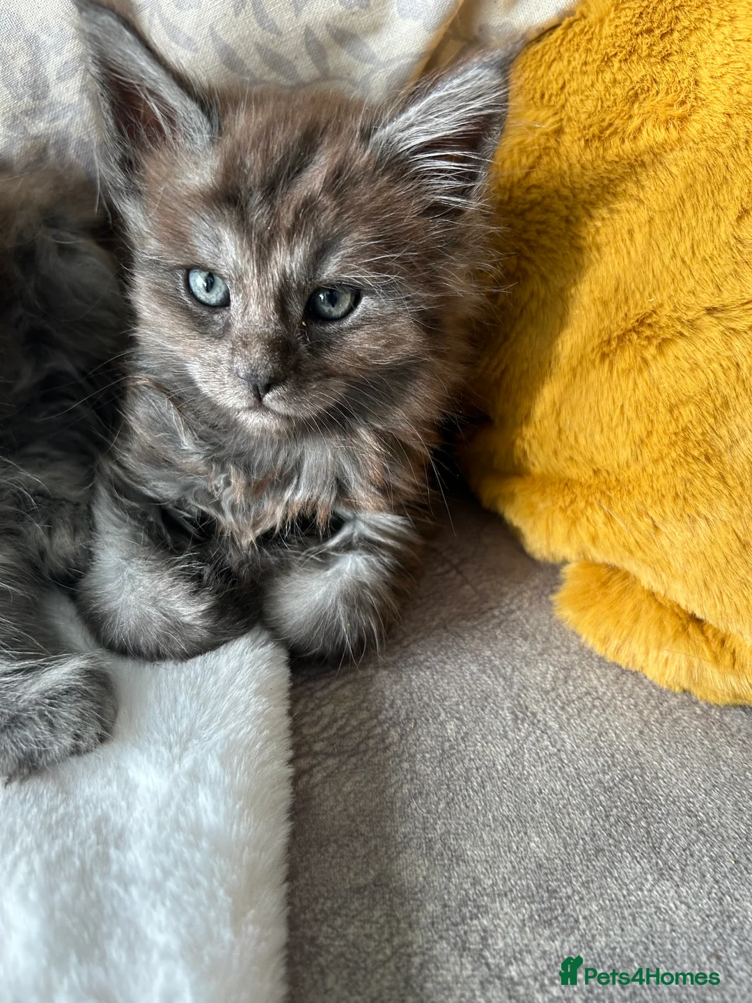 Maine Coon cats for sale: Stunning Mainecoon kittens - Advert 5