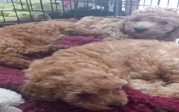 Cockapoo dogs for sale: Stunning Red & Apricot/Cream Cockapoo Puppies - Image 7