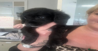 Cocker Spaniel dogs - Advert 2