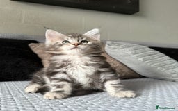 Maine Coon cats for sale: XL Russian Lines TICA registered Maine Coon Boy - Image 17