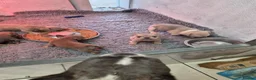 French Bulldog dogs for sale: French Bulldog KC Puppies - Advert 9