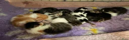 Mixed Breed cats for sale: Beautiful kittens!  - Advert 10