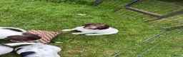 English Springer Spaniel dogs for sale: Chunky English Springer Spaniel Pups  - Advert 11