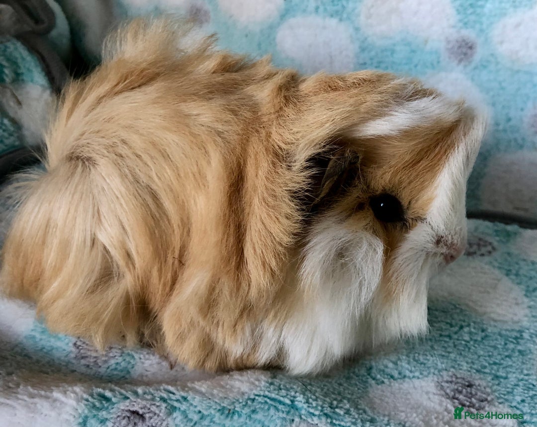 Guinea Pig rodents for sale: Baby Longhaired Peruvian boys for sale - Advert 3