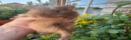Guinea Pig rodents for sale: Gorgeous baby Guinea pigs - Advert 4