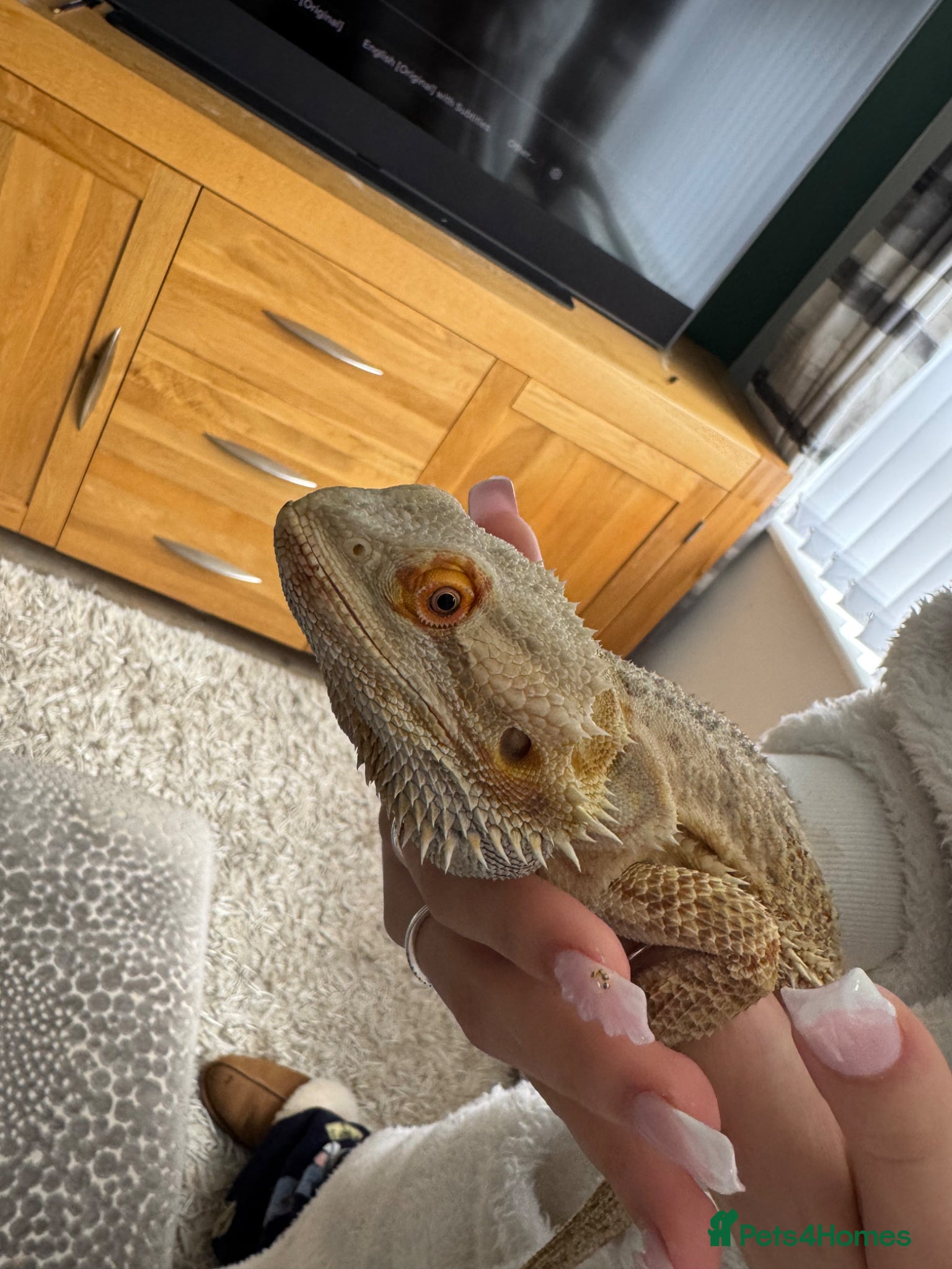 Bearded Dragon reptiles Bearded dragon  - Advert 15