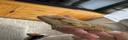 Bearded Dragon reptiles for sale: Bearded dragon  - Advert 1