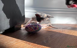 Cornish Rex cats for sale: Cornish Rex Kittens Ready to Reserve - Image 2