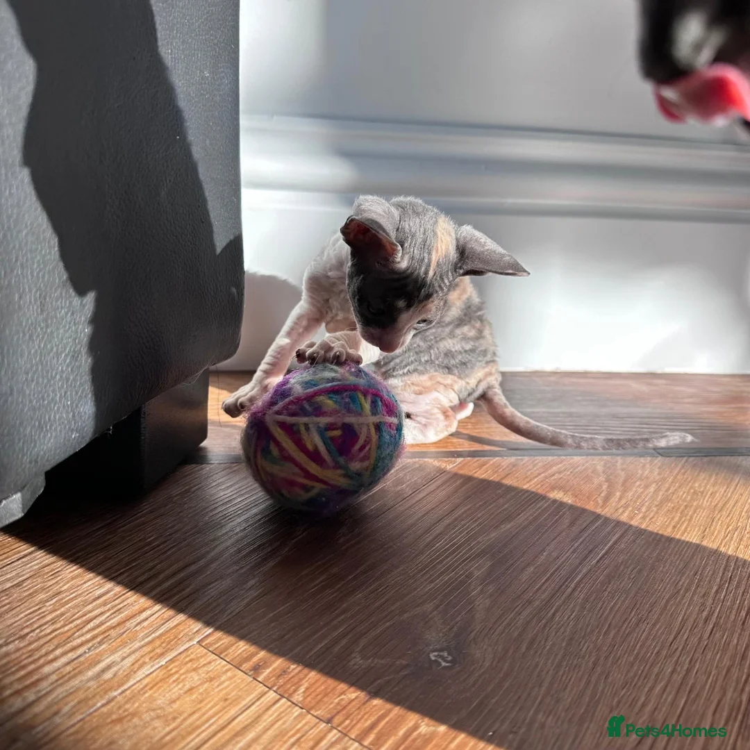 Cornish Rex cats for sale: Cornish Rex Kittens Ready to Reserve - Advert 2