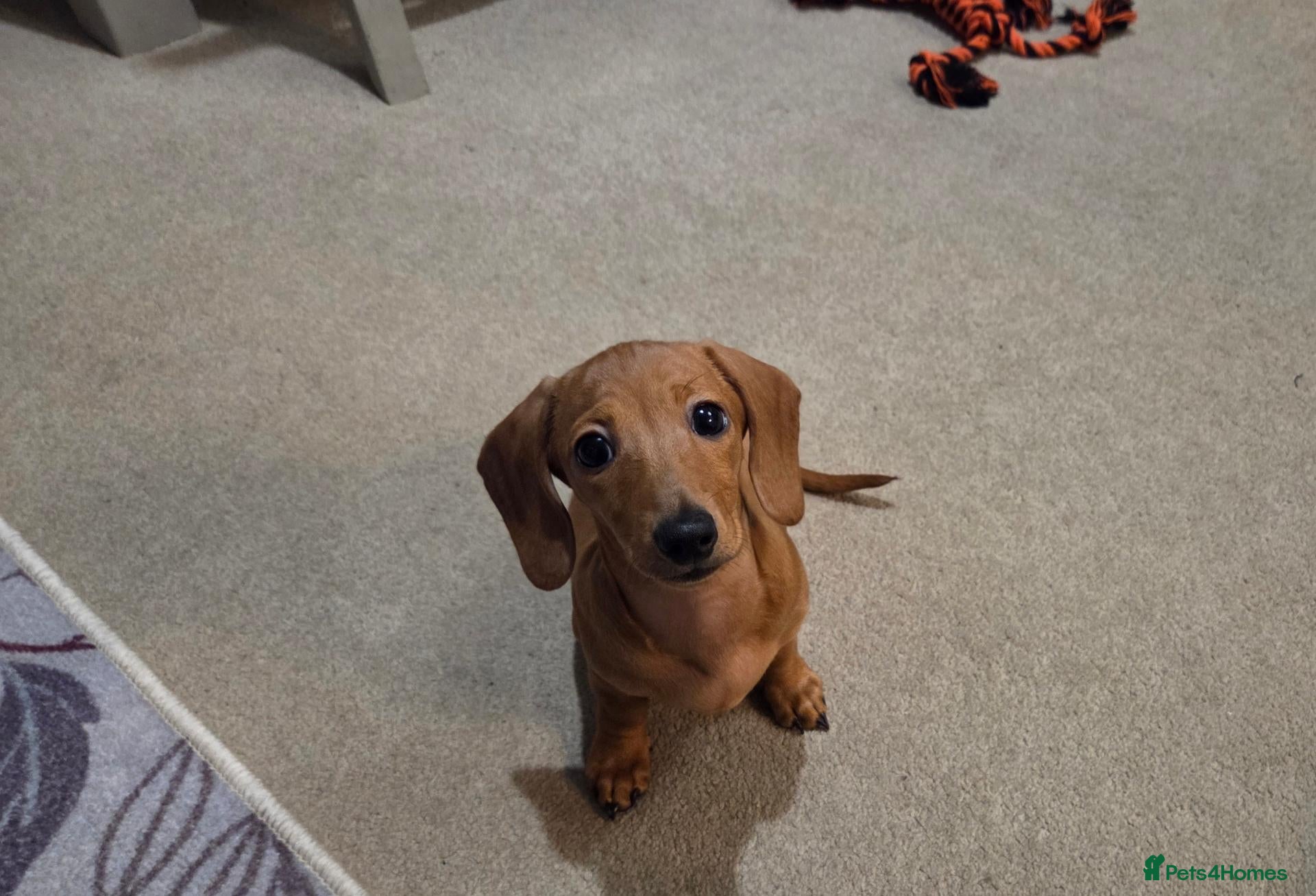 Miniature Dachshund dogs for sale: KC miniature dachshund puppies - Advert 4