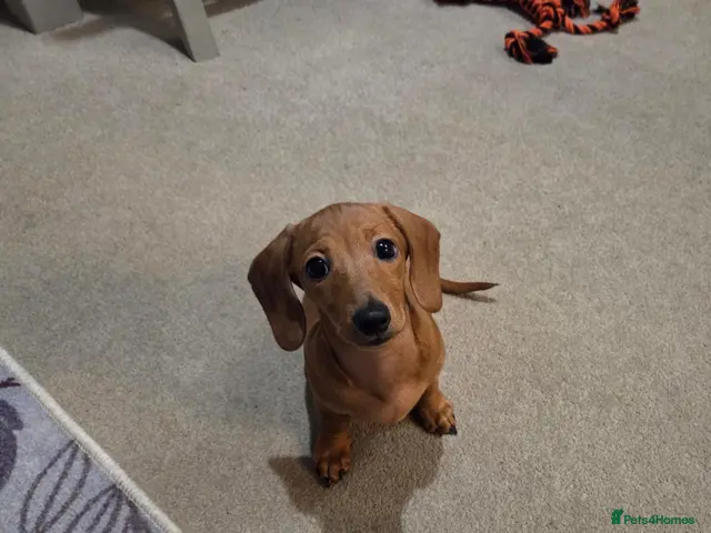 Miniature Dachshund dogs for sale: KC miniature dachshund puppies - Advert 4