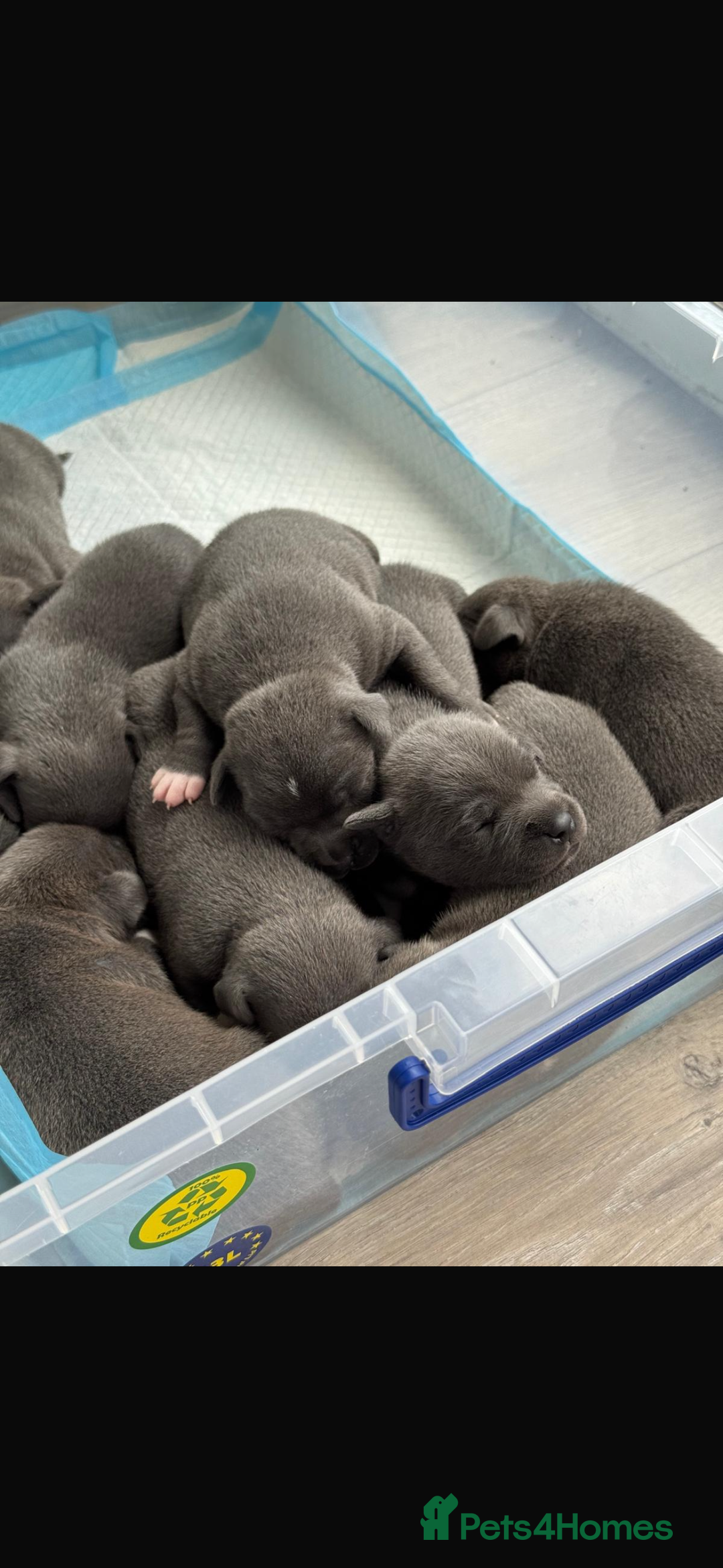 Staffordshire Bull Terrier dogs for stud: (ROCKY) rezevoire prince amond  - Image 9