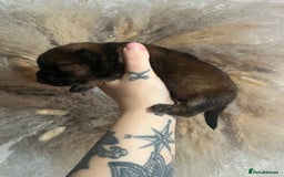 Chow Chow dogs for sale: Chow chow pups - Image 10