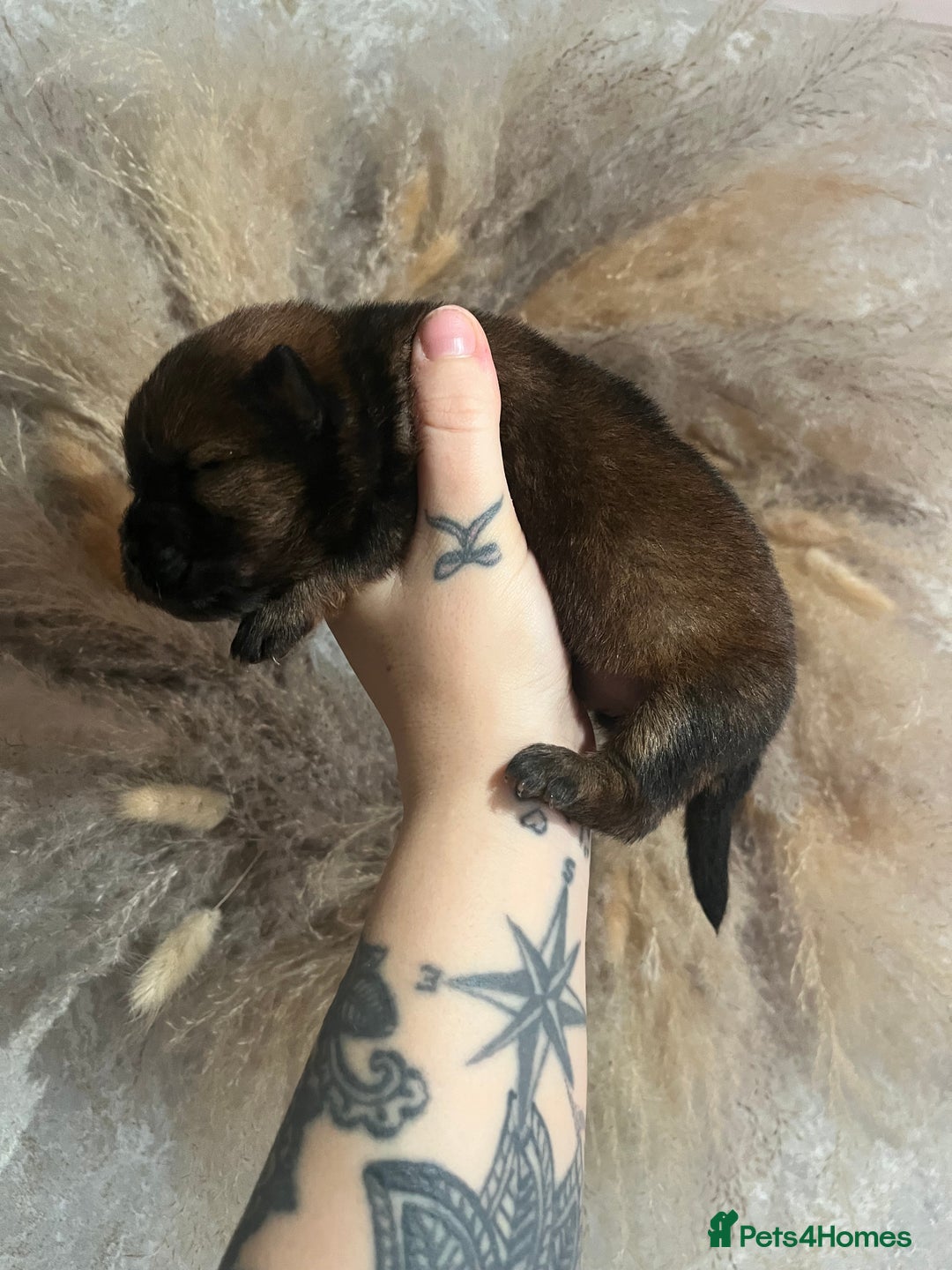 Chow Chow dogs for sale: Chow chow pups - Image 10