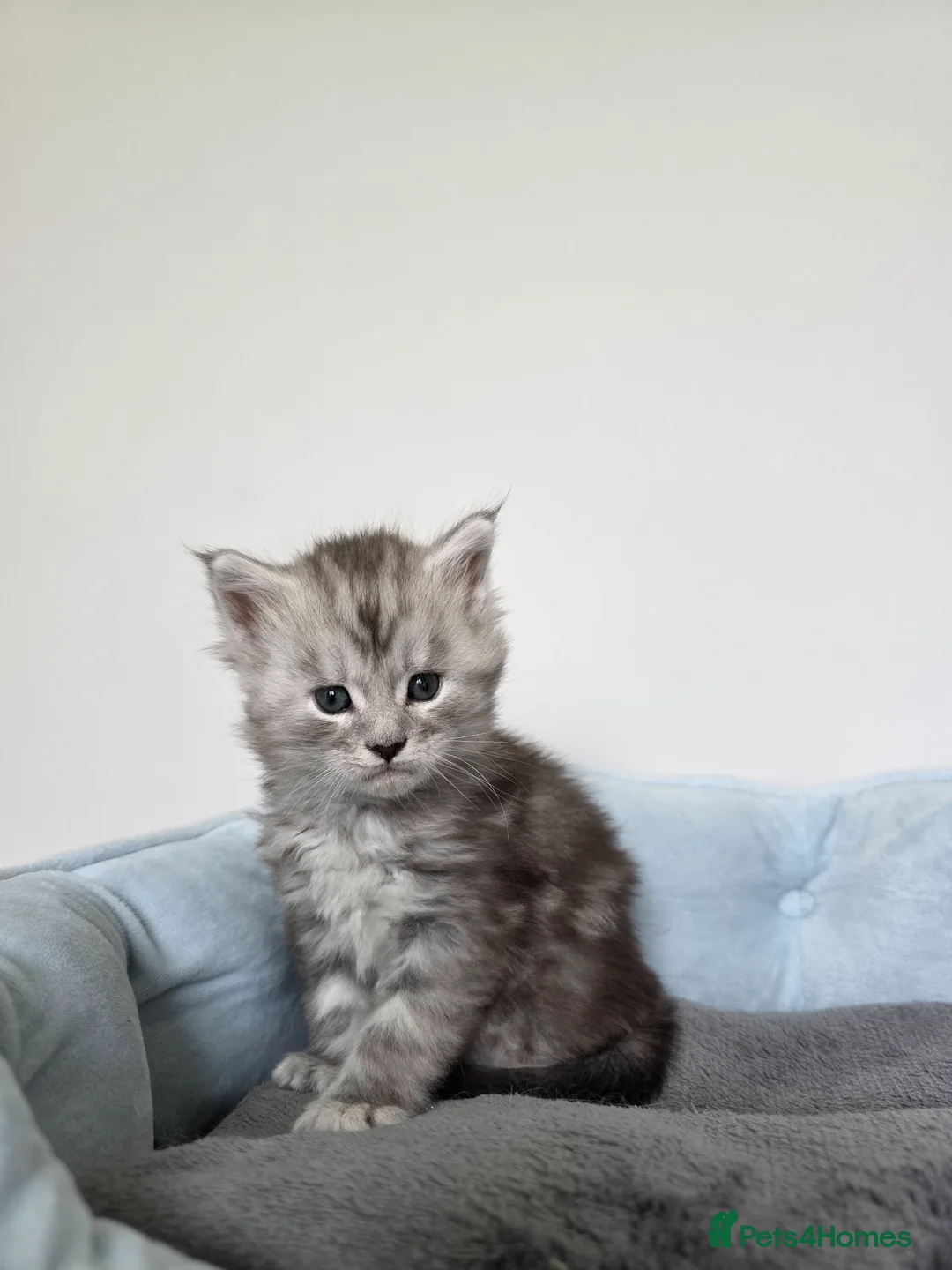 Maine Coon cats for sale: Maine Coon Kittens Looking for Homes!   - Advert 40