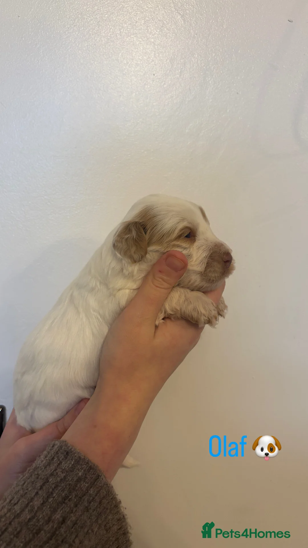 Cockapoo dogs for sale: 🐶🐾Cockapoo puppies🐶🐾 - Advert 16