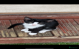 Mixed Breed cats for sale: Mixed breed kittens - Image 21