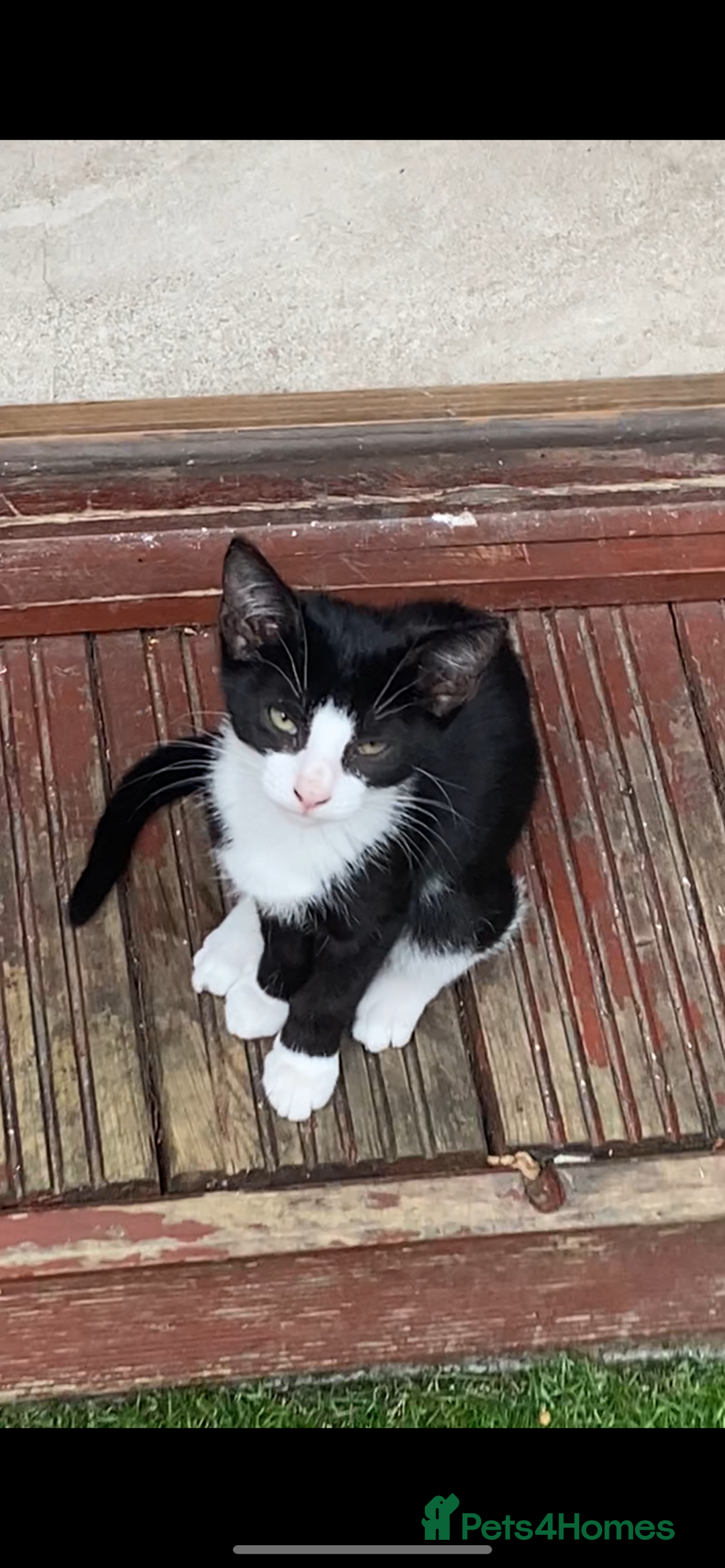 Mixed Breed cats for sale: Mixed breed kittens - Image 21