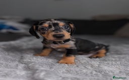 Dachshund dogs for sale: Dachshund pups 3 boys left  in Bootle - Image 27