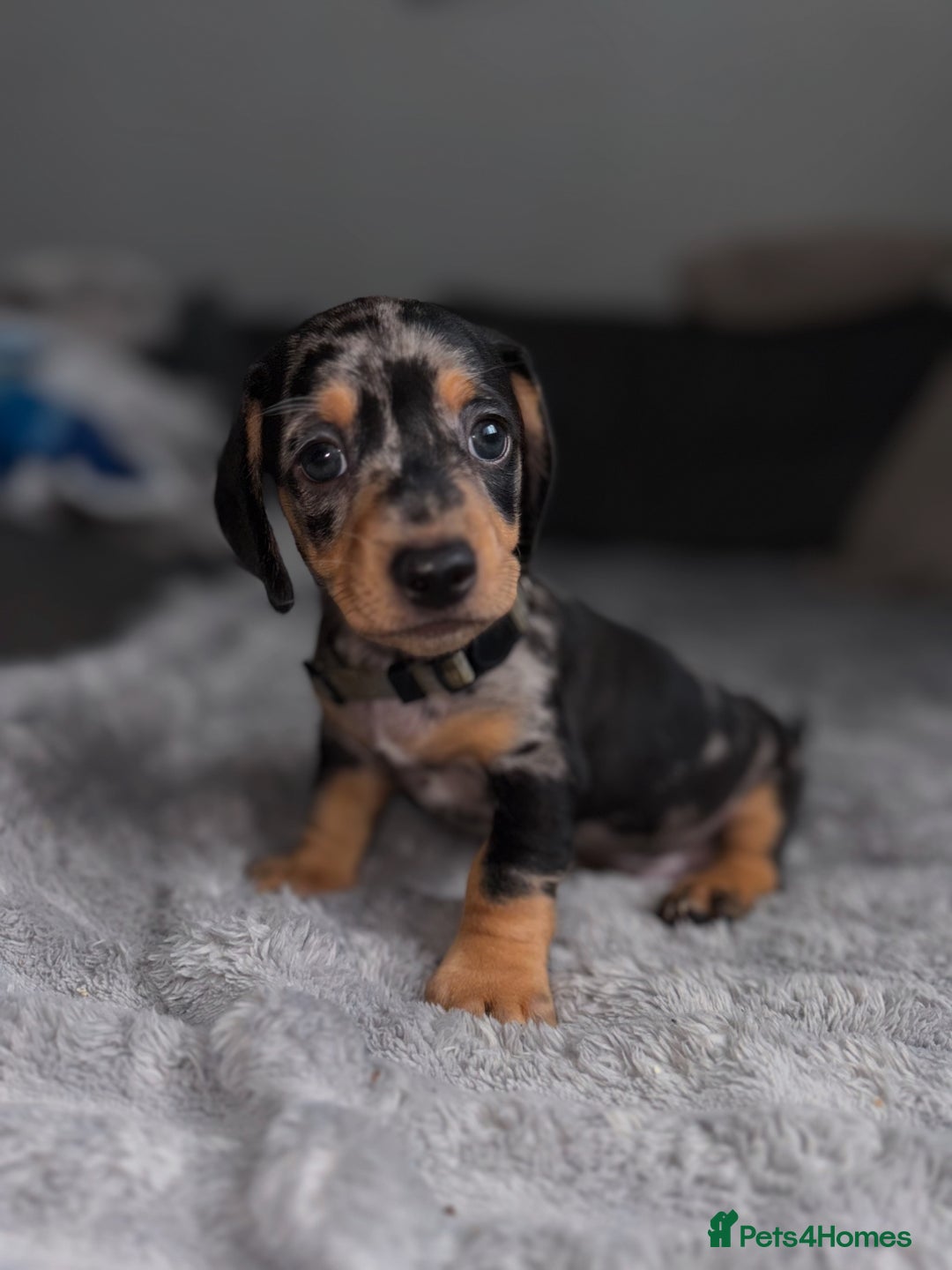 Dachshund dogs for sale: Dachshund pups 3 boys left  in Bootle - Image 27