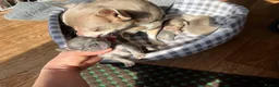Chihuahua dogs for sale: Six Tiny Stars  Adorable Chihuahua Puppies Ready in London - Advert 1