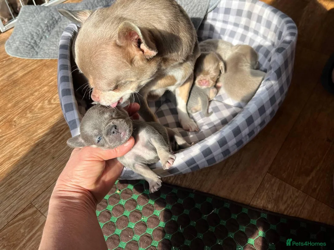 Chihuahua dogs for sale: Six Tiny Stars  Adorable Chihuahua Puppies Ready in London - Advert 1