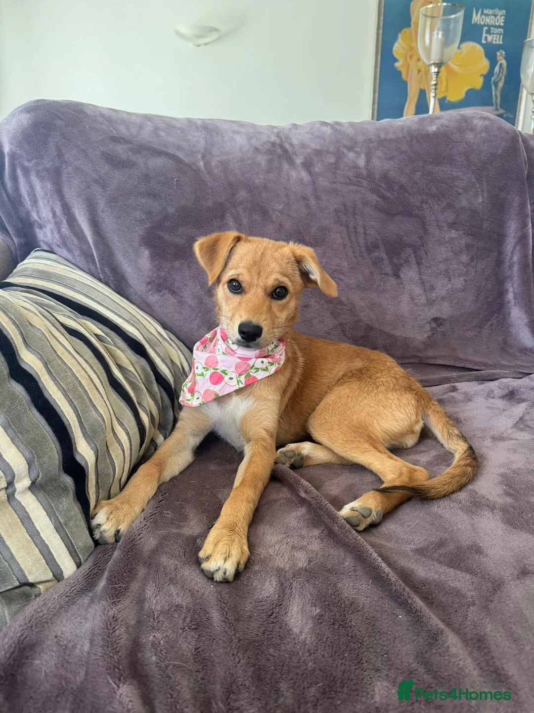 Mixed Breed dogs for adoption: Tranquil Trudie - Advert 1