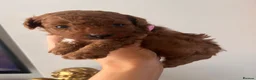 Toy Poodle dogs for sale: Red toy poodle puppies  in Nottingham - Advert 4