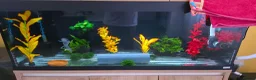 Axolotl reptiles for sale: Axolotl and full set up(including chiller) - Advert 2