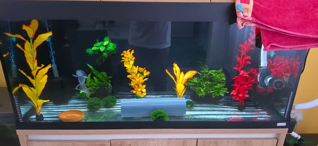 Axolotl reptiles for sale: Axolotl and full set up(including chiller) - Advert 2
