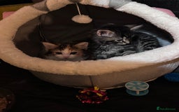 Mixed Breed cats for sale: Calico girl and grey tabby boy 9 weeks old  - Image 2
