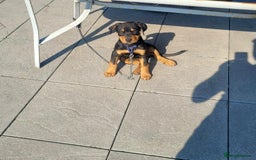 Rottweiler dogs for sale: Rottweiler Male Free - Image 4