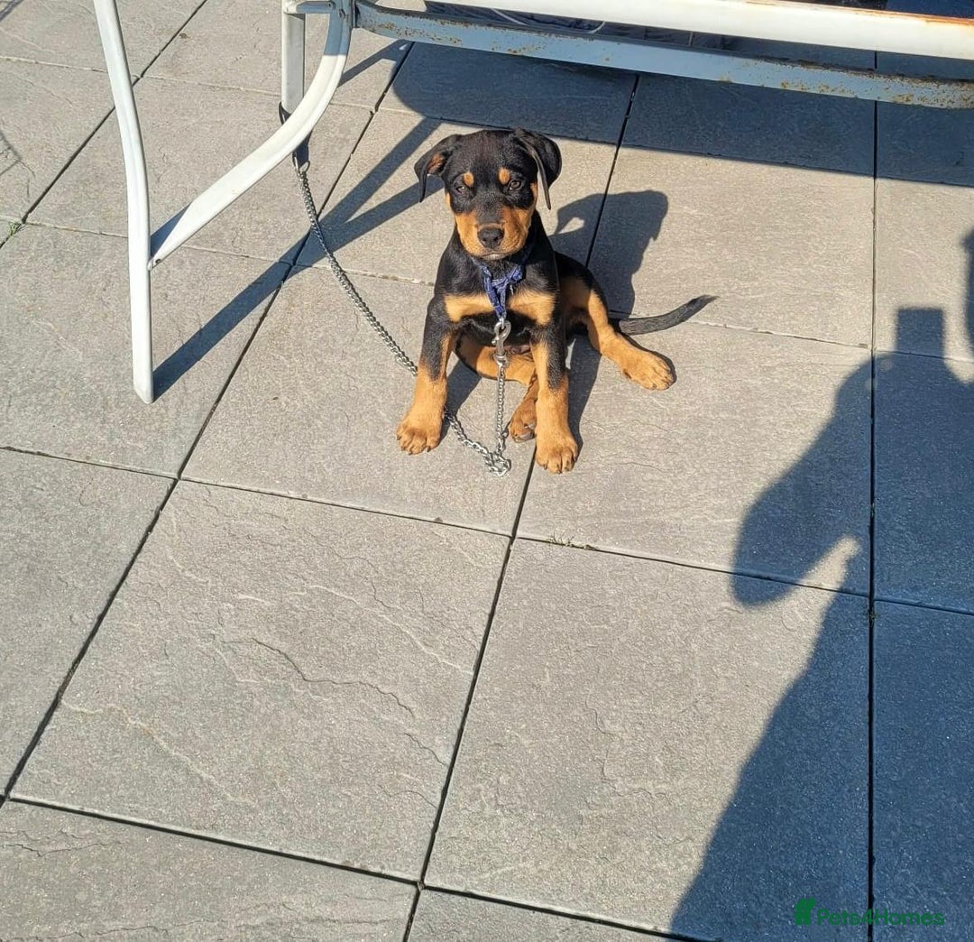 Rottweiler dogs for sale: Rottweiler Male Free - Image 4