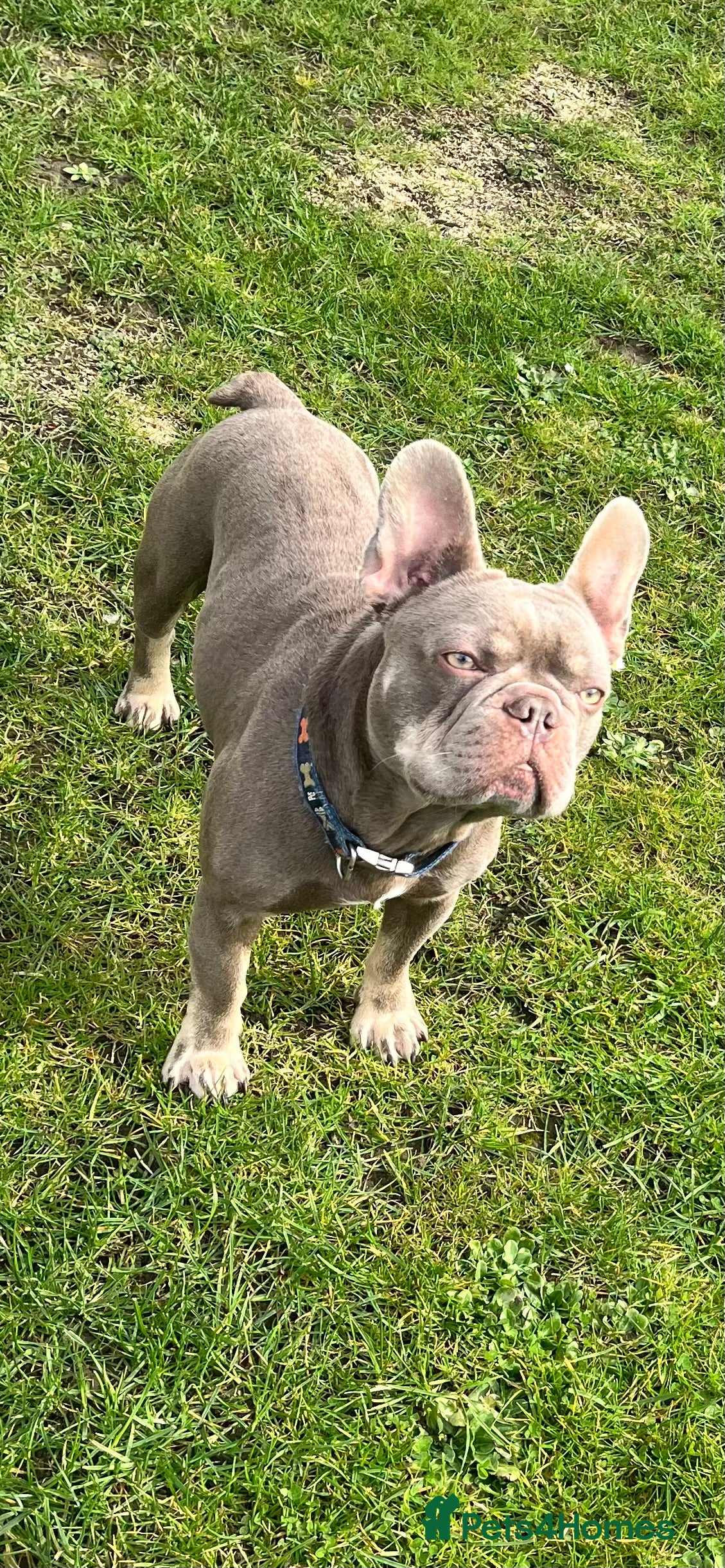 French Bulldog dogs Isabella and tan health tested french bulldog stud in Lincoln - Advert 15