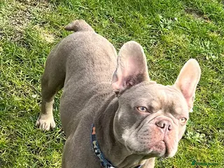 French Bulldog dogs Isabella and tan health tested french bulldog stud in Lincoln - Advert 22