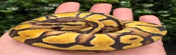Python Snake reptiles for sale: Juvenile Ball Pythons - Advert 2