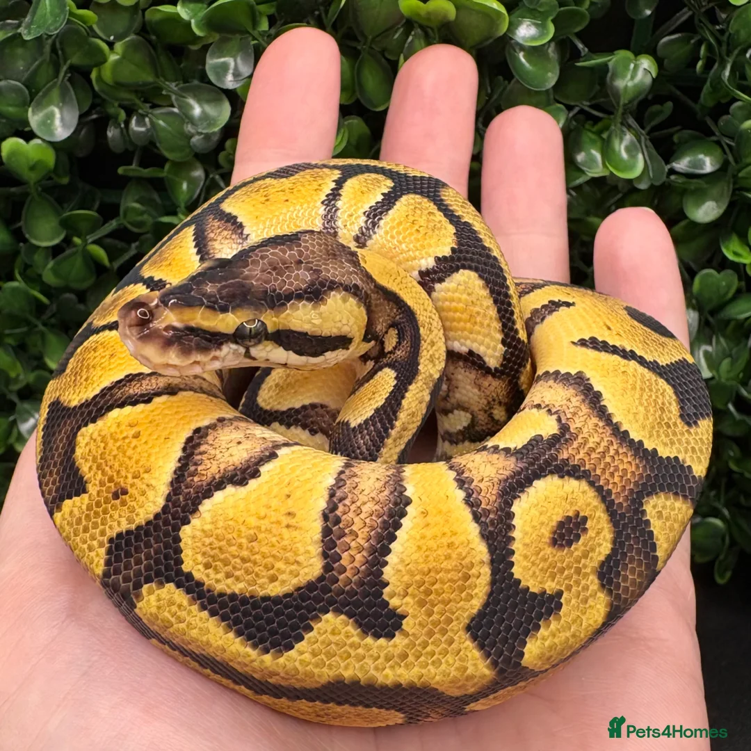 Python Snake reptiles for sale: Juvenile Ball Pythons - Advert 2