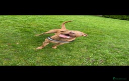 Mixed Breed dogs for sale: Boss  - Image 1