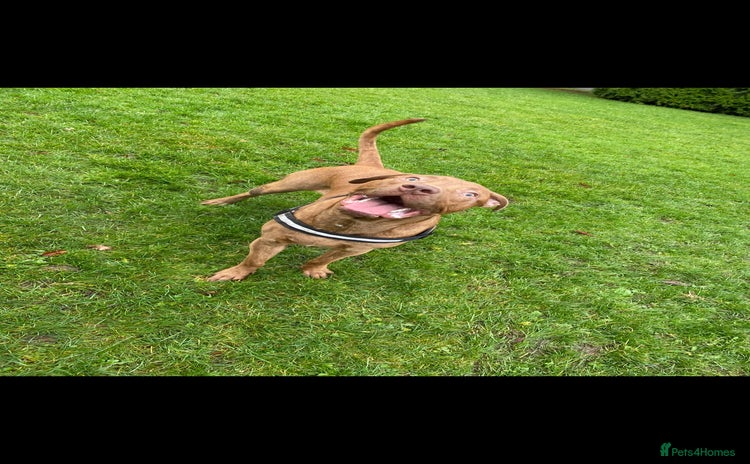 Mixed Breed dogs - Advert 6