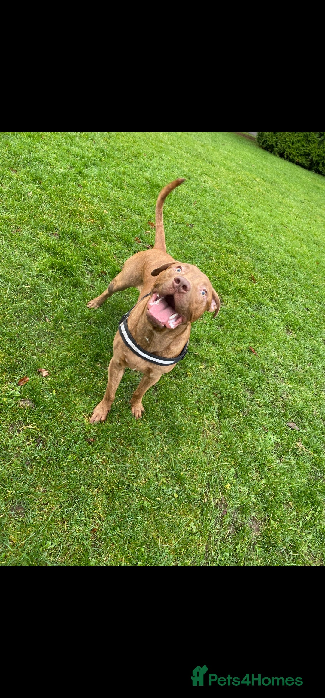 Mixed Breed dogs for sale: Boss  - Image 1